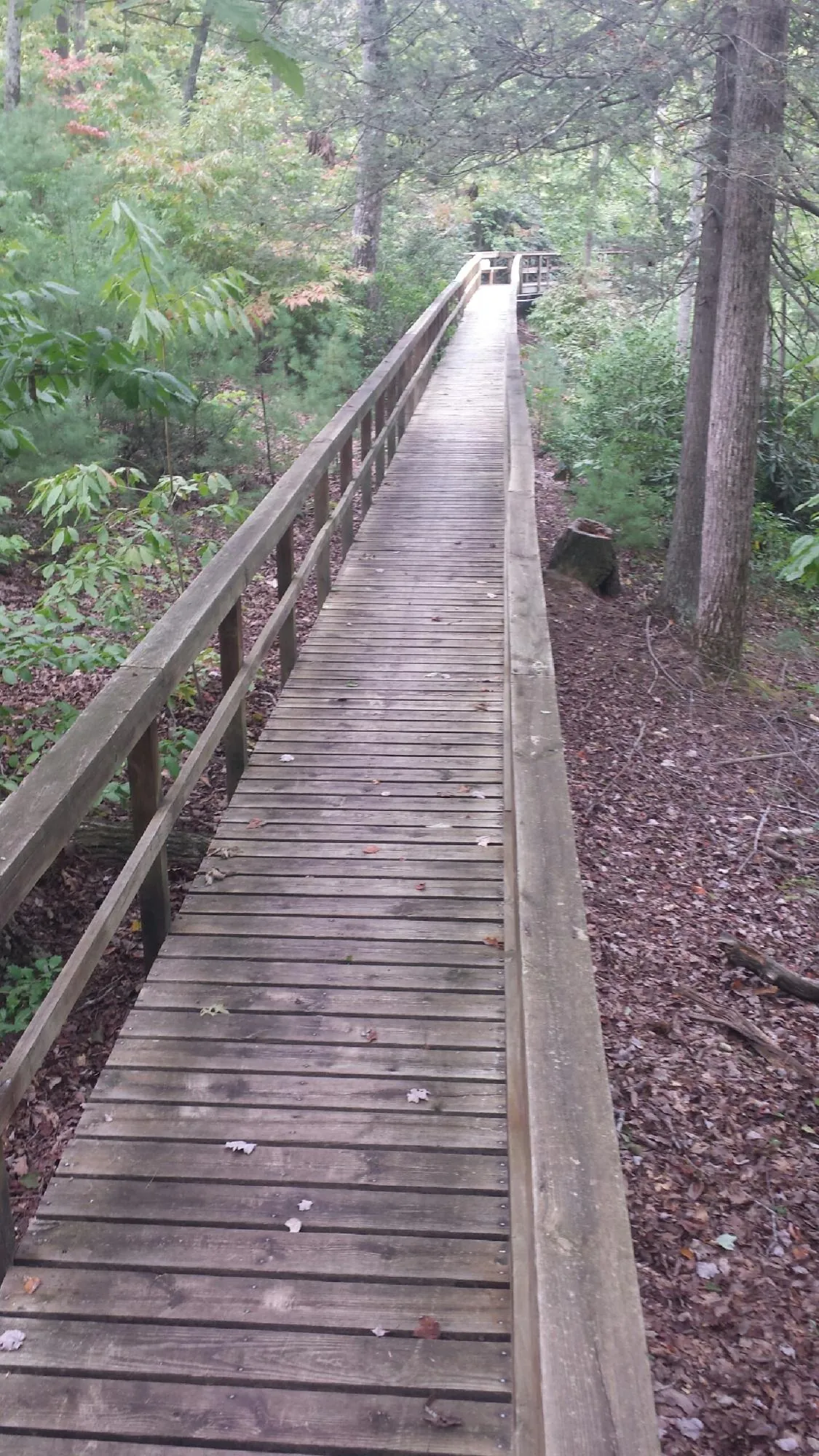 Long wood walkway with handrails built through the woods in Astatula